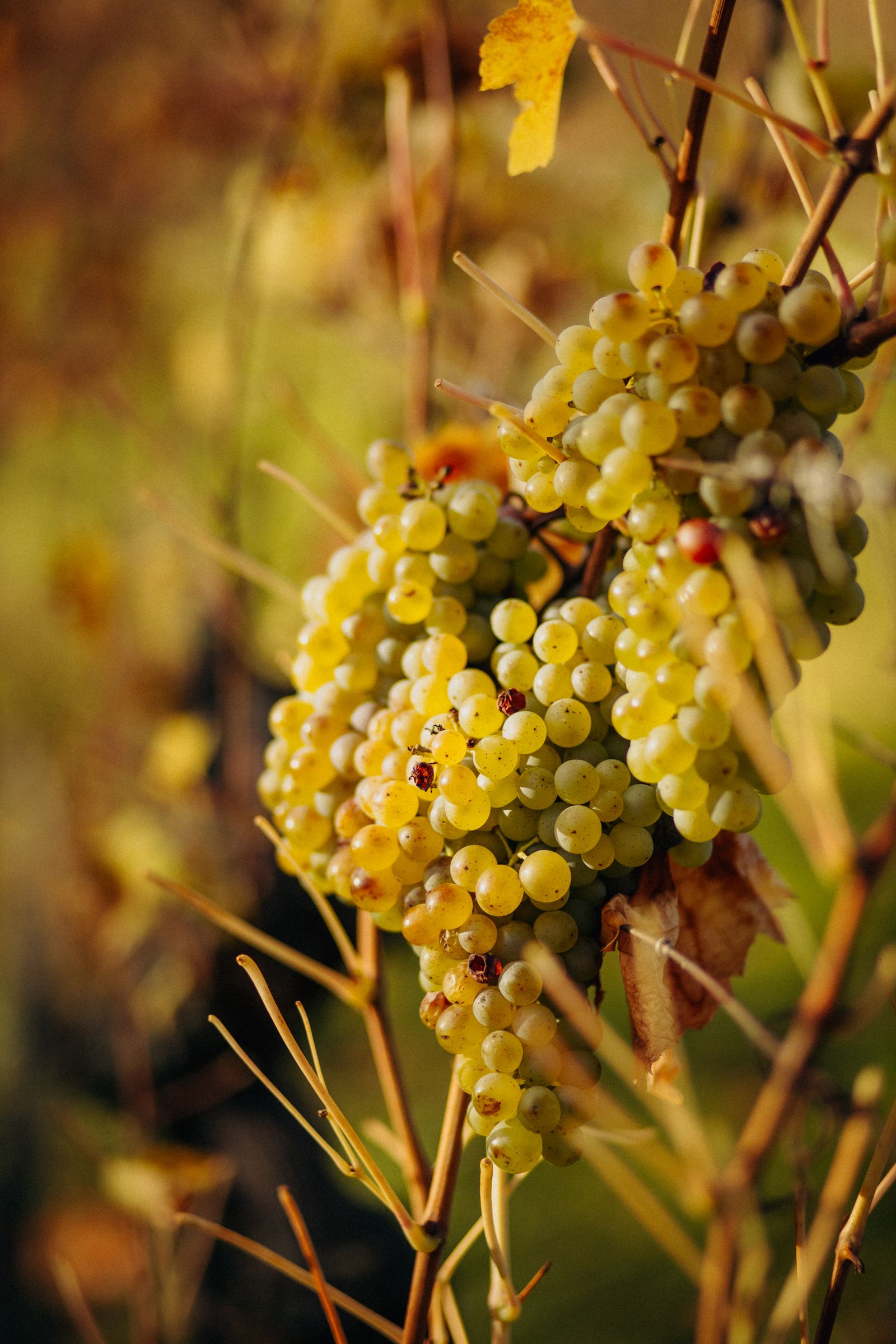 Im Herbst bestimmen Lese, Sturm und Most die Speisekarten.