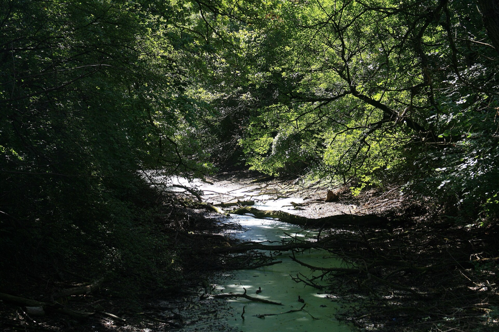 Ruhiger Wasserlauf zwischen dichtem Auwald bei Orth an der Donau